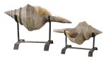 Conch Shell Sculpture, Set 2 Online